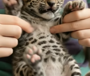 V2905014 newborn leopard cub was rescued lovingly car (Part 2)