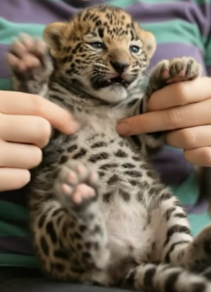 V2905014 newborn leopard cub was rescued lovingly car (Part 2)