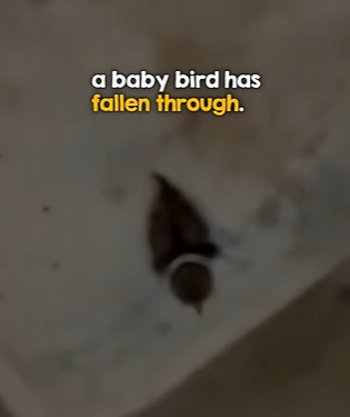 I0404007 Mama bird is so anxious (Part 2)