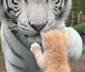 V2905007 A kitten fell into the tiger enclosure..what happened next shocked everyone. (Part 2)