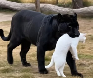 V2905002 The Mother Black Panther adopted the white Cat as her own. (Part 2)