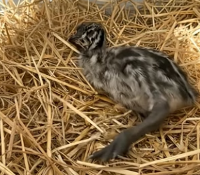 V2905009 I found a strange egg near the lake, brought it home to hatch, and then…(Part 2)