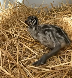 V2905009 I found a strange egg near the lake, brought it home to hatch, and then…(Part 2)