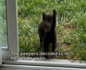 V2905005 When a Black kitten fell into a tiger’s enclosure, everything changed. (Part 2)