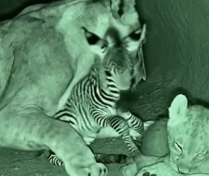 V2905004 Lioness rescued a baby zebra and then (Part 2)