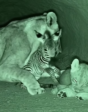 V2905004 Lioness rescued a baby zebra and then (Part 2)