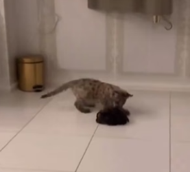 B2704012 man rescued adopted baby puma (Part 2)