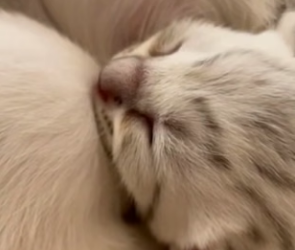 Y2804004 heartwarming story about mother cat raising baby tiger who lost (Part 2)