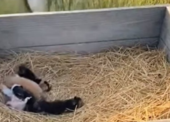Y2804006 Border Collie risked everything to save cat mom (Part 2)