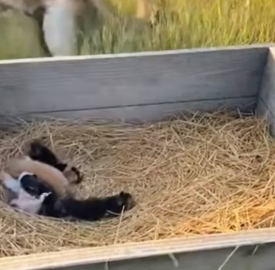 Y2804006 Border Collie risked everything to save cat mom (Part 2)