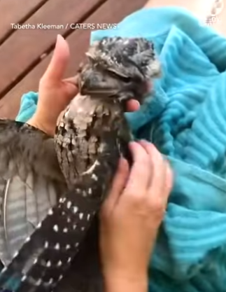 I0404009 Kindness saves lives (Part 2)