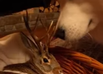 P3004015 rescued Jackalope he found fluffy bodyguard in my Samoyed (Part 2)