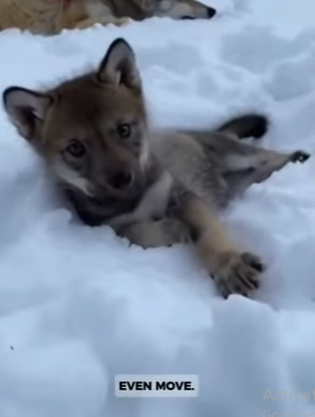 P3004004 The most beautiful sound in the world is a rescued dog’s first sigh of relief. (Part 2)