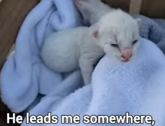 F3001015 My Poodle Brought Kitten To My House (Part 2)