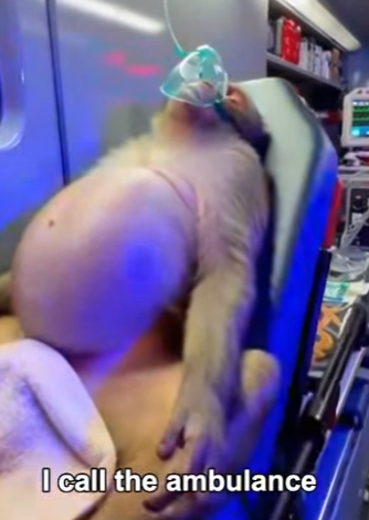 F3001016 Rescued Pregnant Monkey Who Was Ready To Birth (Part 2)