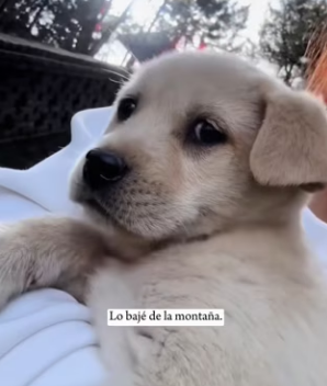 R0104007 puppy was resting on stairs when man pushed it down (Part 2)