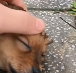 La lluvia quería apagar mi vida pero un corazón me rescató (Part 2)