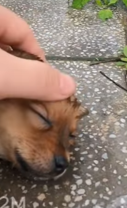 La lluvia quería apagar mi vida pero un corazón me rescató (Part 2)