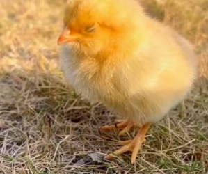 R0104010 We found newborn chick at an egg factory (Part 2)