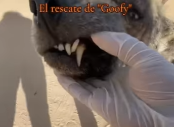 M0404011 Les presento goofy! (Part 2)