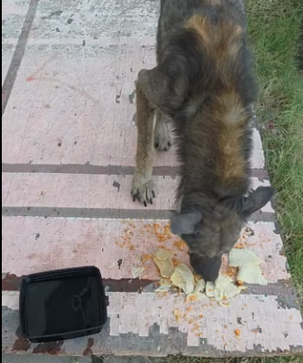 M0404002 Gracias todos quienes hacen posible ,que Sansón pueda mirar un mejo (Part 2)