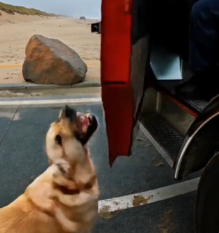 H0304006 clever dog saved whale. was moved by his heroism (Part 1)