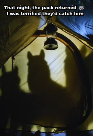 H0304001 saved baby deer wolf attack.. (Part 2)