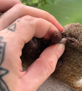 R0104001 squirrel covered in parasites came to my house (Part 2)