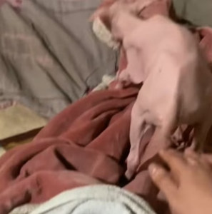 R0504004 Lamb Without Wool (Part 2)