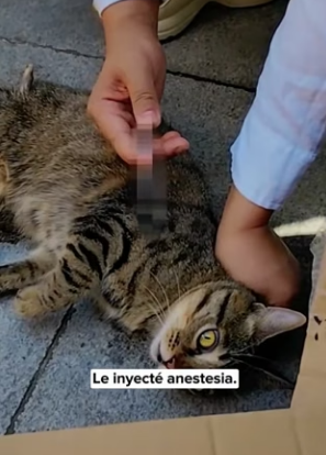 R0504001 poor kitten had branch piercing its belly (Part 2)