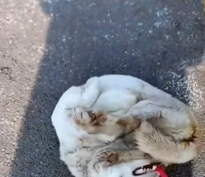 R0504005 wounded stray dog lay dying in bushes (Part 2)