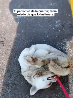 R0504005 wounded stray dog lay dying in bushes (Part 2)