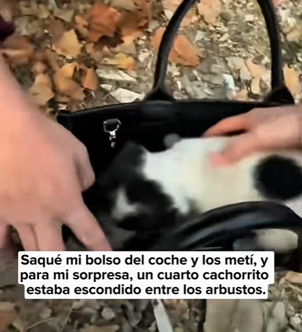 R0504006 On my way home, saw three puppies huddled together to keep warm (Part 2)