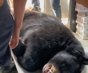 R0504002 witnessed black bear being hit by car while crossing road (Part 2)