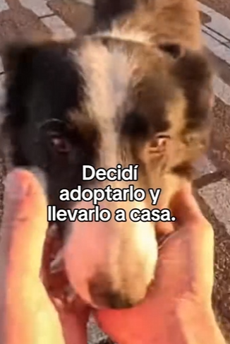 A0504001 Vi cómo lo lanzaban del auto no pude ignorarlo (Parte 2)