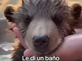 A0504002 Este Oso Se Convirtió En Mi Mejor Amigo (Parte 2)