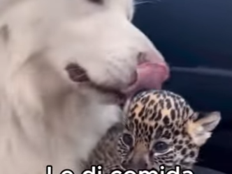 A0504005 Su Madre Le Abandonó Sumérgete en un mundo donde personas animal. (Parte 2)