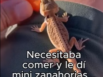 A0504006 Me Recordaba Bob Sumérgete en un mundo donde personas animales. (Parte 2)