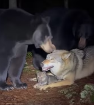 P0104011 Donald Trump would be moved to tears by this rescue (Part 2)