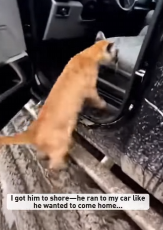 P0504003 puma cub cried help tree branch (Part 2)