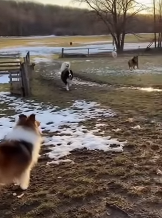 P0504006 Kittens taken away from their mother cat Recovered with the help of the dogs (Part 2)