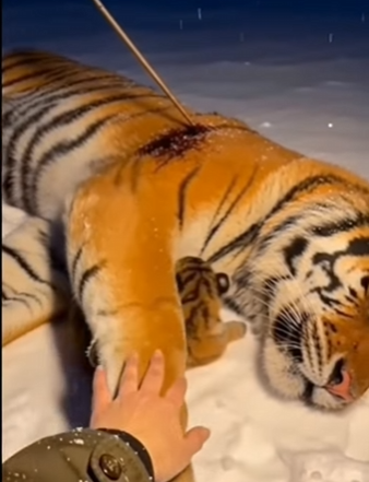 P0504004 Nurturing small life inherited parent tiger (Part 2)