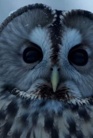 P0504005 lives of snow leopard her cub are in danger. It is touching (Part 2)