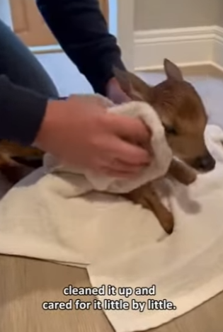 P0504001 mother deer gave birth in my yard then walked away (Part 2)