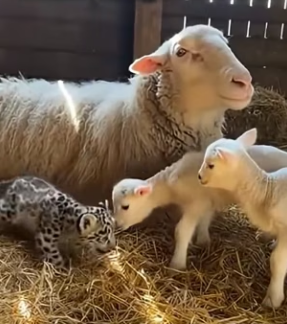 F0504006 Even The Rock would feel small watching this animal’s (Part 2)