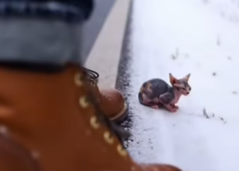 E3003002 You Won Believe What Cat Did! (Part 2)