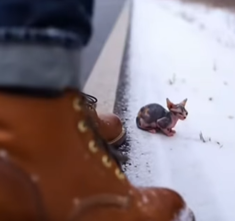 E3003002 You Won Believe What Cat Did! (Part 2)