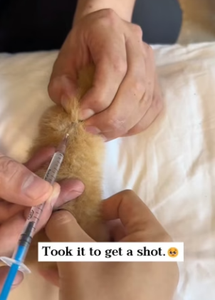 D0204009 I found a newborn kitten in the bushes! (Part 2)