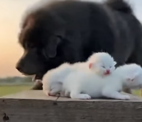 E2703003 Hero Tibetan Mastiff Saves a Cat Mom From Tiger (Part 2)