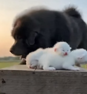 E2703003 Hero Tibetan Mastiff Saves a Cat Mom From Tiger (Part 2)